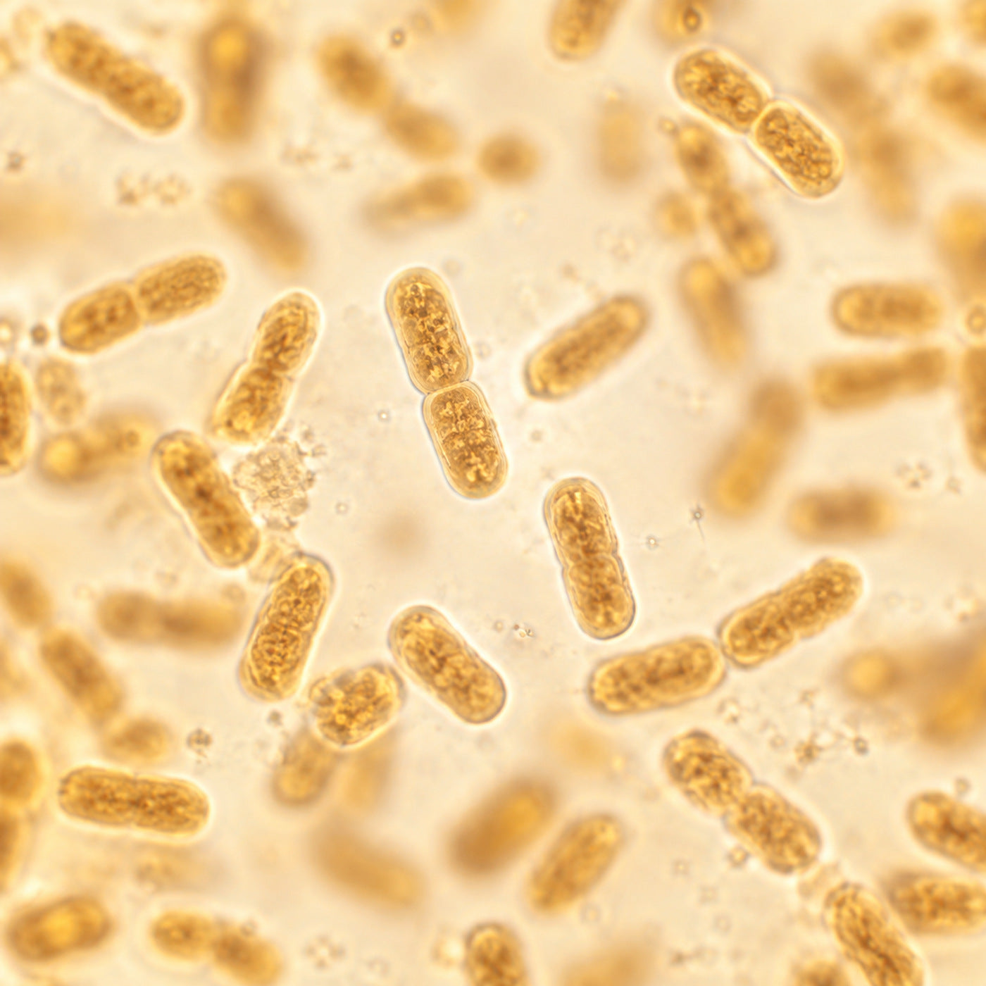Lactobacillus gasseri CECT 30648