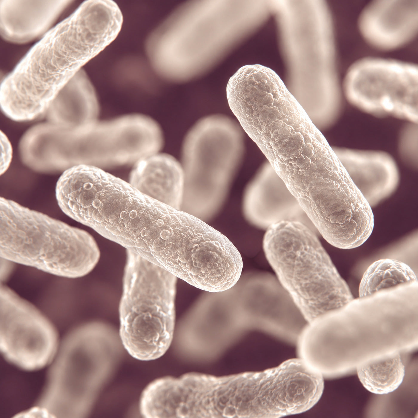 Complejo de 4 Especies de Lactobacillus